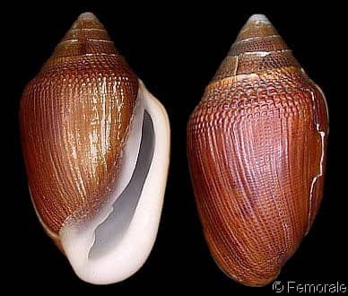 Ellobium aurismidae