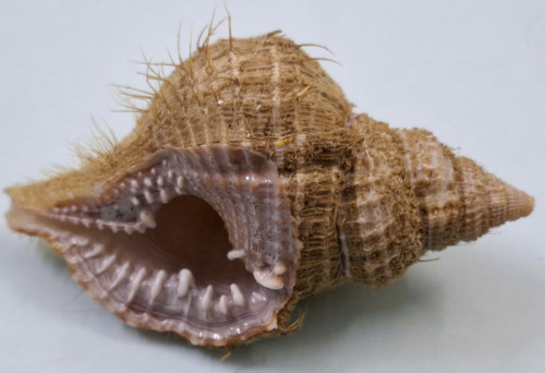 Ốc Distorsio reticularis
