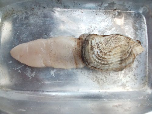 Barnea dilatata (Souleyet, 1843)