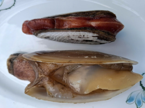 Tu hài đỏ