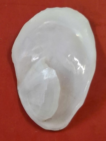 Ốc Ergaea walshi (Ốc dép walshi)