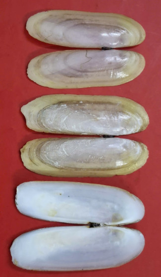 Cultellus subellipticus Dunker, 1862