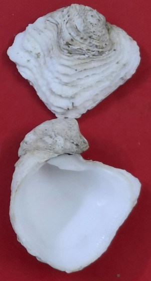 Chama lobata Broderip, 1835