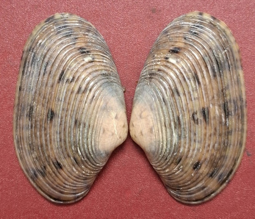 Paphia euglypta (R. A. Philippi, 1847).