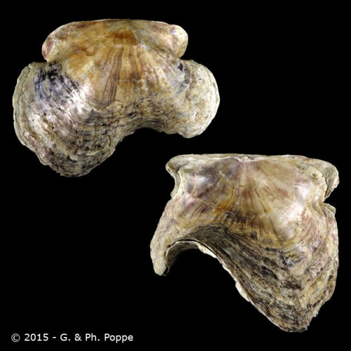 Placuna ephippium (Philipsson, 1788)