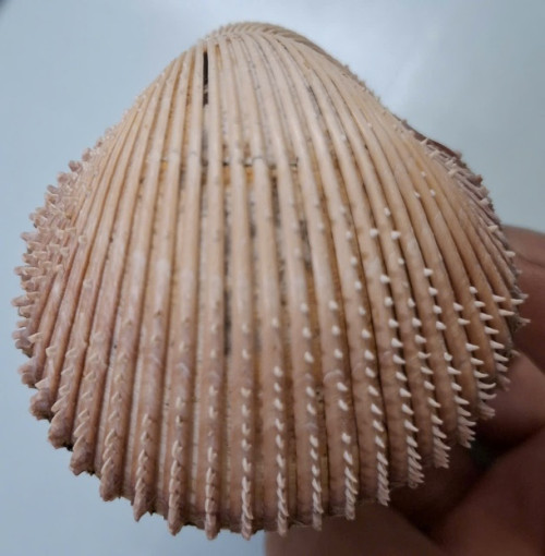 Vepricardium multispinosum