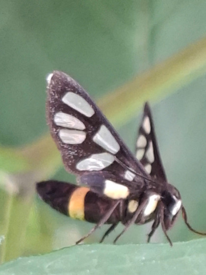 Bướm đêm hầu gái (Handmaiden moths )