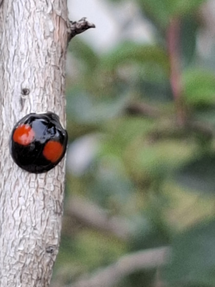Báo cáo đa dạng sinh học: Bọ rùa (Coccinellidae)