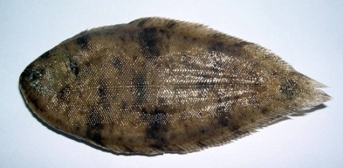 Cá bơn phương Đông (Oriental sole)