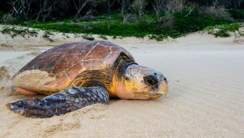 Caretta caretta