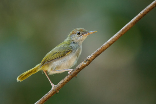Dark necked Tailorbird FY5S2845 100EOS5D 150722 optimized