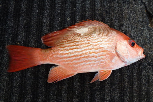 Cá hồng Lutjanus erythropterus, Bloch, 1790