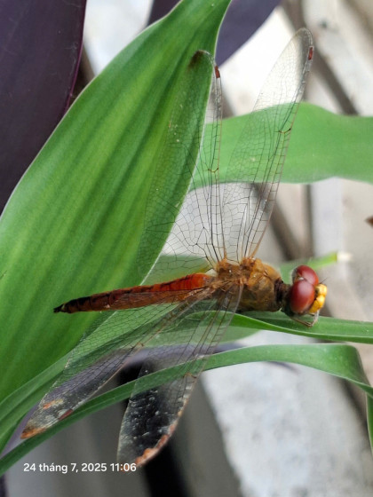 Báo cáo đa dạng sinh học: Chuồn chuồn ngô (Pantala flavescens)