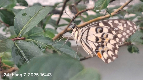 Báo cáo đa dạng sinh học: Bướm phượng cam (Papilio demoleus)