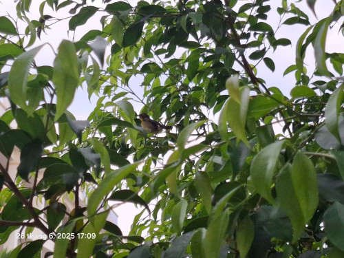 Chim hút mật tía (họng đen)