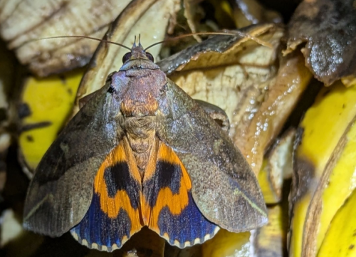 HA LONG NATURE: Bướm đêm đục quả (Common Fruit Piercing Moth)