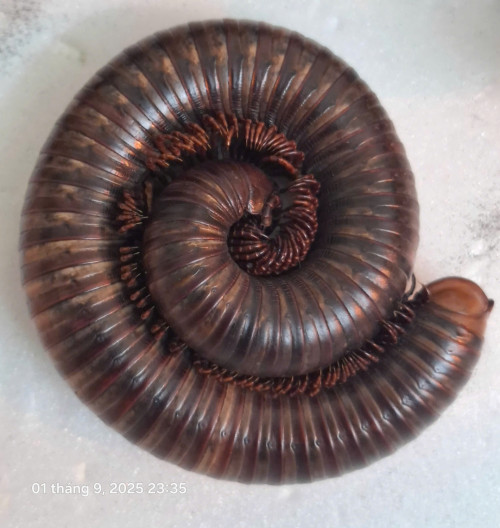 Loài cuốn chiếu khổng lồ châu Phi (Archispirostreptus gigas)