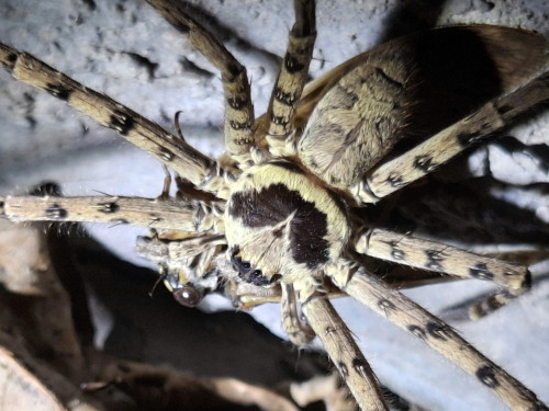 HA LONG NATURE: Nhện thợ săn (Pantropical Huntsman Spider)