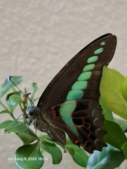 HA LONG NATURE: Bướm chai xanh Graphium sarpedon (Linnaeus, 1758)