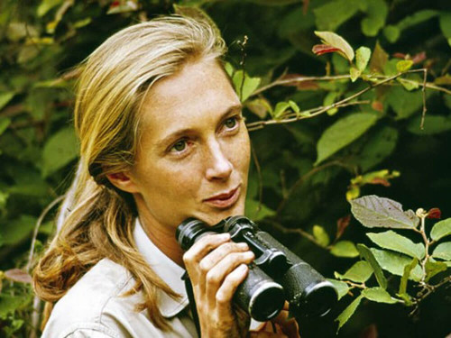 Tưởng nhớ Jane Goodall, người đã qua đời ở tuổi 91: Nhà khoa học đã dành cả cuộc đời để nghiên cứu và bảo vệ loài vượn