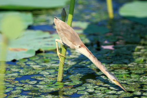 HA LONG NATURE: Cò lửa lùn (Diệc vàng) Ixobrychus sinensis