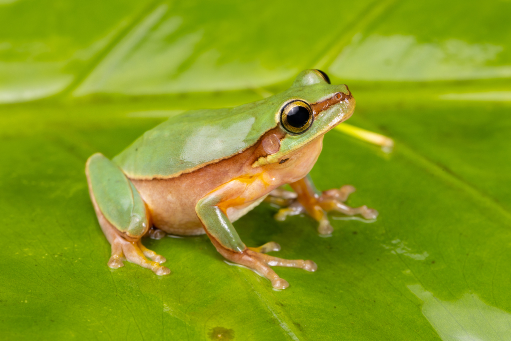large Hyla simplex