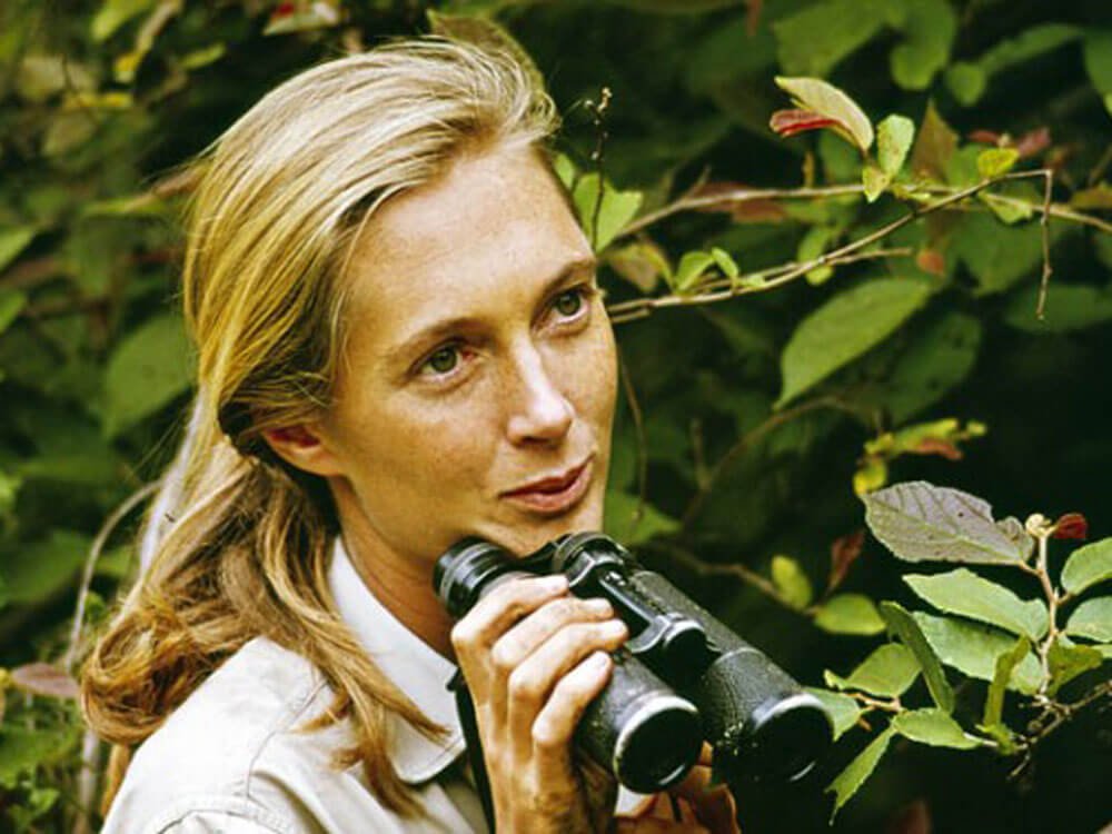 Tưởng nhớ Jane Goodall, người đã qua đời ở tuổi 91: Nhà khoa học đã dành cả cuộc đời để nghiên cứu và bảo vệ loài vượn
